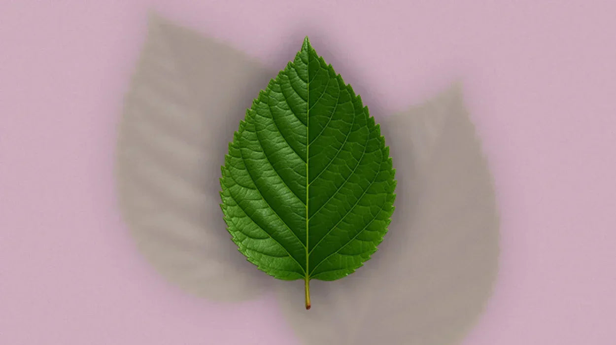 Reducose ® Nedir? Beyaz Dut Yaprağı Ekstresi ve Bilimsel Kanıtlarla İnceleme